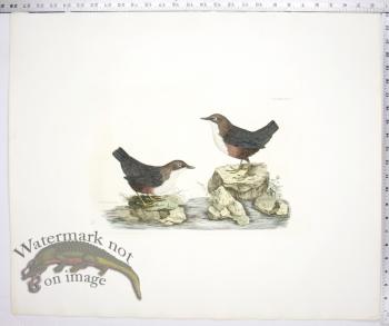 Dipper - Male & Female